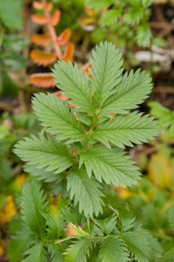 Tırtıklı kenarları olan yeşil yaprakların yakın çekim görüntüsü, diğer yapraklarla çevrili canlı ve sağlıklı bir görünüm sergiliyor.