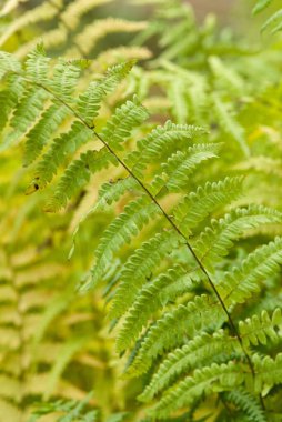 Doğal ortamda yemyeşil eğrelti otları. Karmaşık yaprak desenleri ve dokuları sergiliyor.