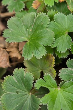 Tırtıklı kenarları olan yemyeşil yaprakların yakın çekimi, canlı doğal bir doku sergiliyor, doğa temalı projeler için ideal..
