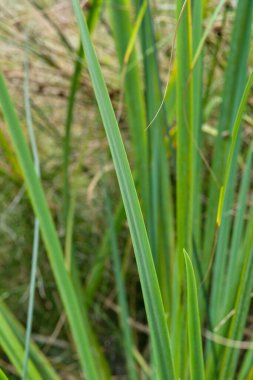 Doğal ortamdaki uzun yeşil çim yapraklarına yakın çekim