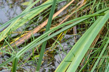 Suyun yanında yetişen yeşil ot ve sazlıklara yakın çekim, doğal doku ve yansımalar sergiliyor.