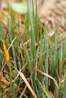 Kurumuş yaprak ve samanla birlikte yeşil çim yapraklarının yakın plan çekimi.