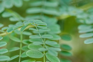 Yumuşak odaklı arka plan ile yeşil yaprakların yakın plan