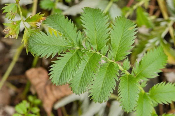 Diğer yapraklarla çevrili, tırtıklı kenarları olan yeşil eğreltiotu benzeri bir bitki yaprağına yakın plan.