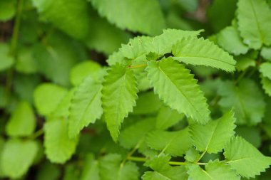 Tırtıklı kenarları olan canlı yeşil yaprakların yakın çekimi, yemyeşil bir arka plan sergiliyor.