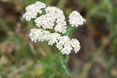 Yeşil yapraklarla çevrili sarı merkezli küçük beyaz bir çiçek kümesi.