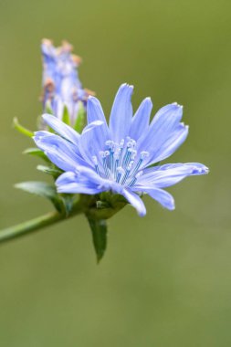Narin taç yaprakları ve yeşil yaprakları olan mavi çiçeğin yakın çekimi, yumuşak, bulanık bir arkaplan üzerine kurulmuş.