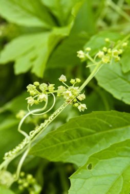 Küçük sarımsı çiçekleri ve yemyeşil yaprakları olan yeşil bir sarmaşığın yakın çekimi.