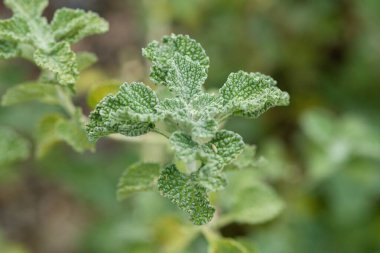 Dalgalı görünümlü yeşil yaprakların yakın plan görüntüsü, karmaşık desenleri ve yaprakların detaylarını gösteriyor.