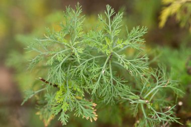 Hassas bir yapısı olan yeşil, tüylü yapraklara yakın çekim. Karmaşık desenler ve dokular sergiliyor. Bulanık doğal bir arkaplan üzerine kurulmuş.