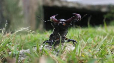 Küstah tavırlı bir erkek böceği.