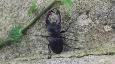 Duvardan düşen geyik böceği.