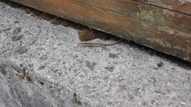 Sessiz, küçük kertenkele.