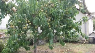 Rüzgarlı ve yağmurlu bir günde şeftali ağacı