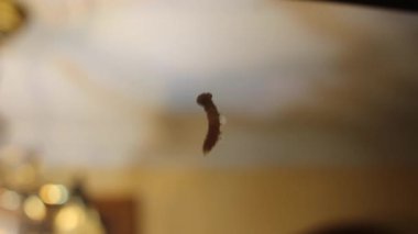 Havada asılı küçük bir tırtıl