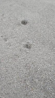 Bir kumsalın ıslak kumlarında yaklaşan okyanus dalgalarına doğru yumuşak doğal ışık altında yaklaşan köpek pençesi izlerinden oluşan yakın plan bir çekim..