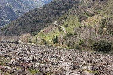 Ribeira Sacra 'nın panoramik manzarası derin nehir vadilerinden yükselen dramatik dağları gösteriyor. Dik yamaçlar, arazi boyunca çarpıcı desenler oluşturan teraslı üzüm bağlarıyla kaplıdır ve bölge şarap üretim geleneğini yansıtır..
