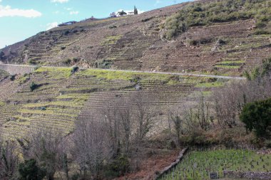 Ribeira Sacra 'nın panoramik manzarası derin nehir vadilerinden yükselen dramatik dağları gösteriyor. Dik yamaçlar, arazi boyunca çarpıcı desenler oluşturan teraslı üzüm bağlarıyla kaplıdır ve bölge şarap üretim geleneğini yansıtır..