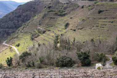 Ribeira Sacra 'nın panoramik manzarası derin nehir vadilerinden yükselen dramatik dağları gösteriyor. Dik yamaçlar, arazi boyunca çarpıcı desenler oluşturan teraslı üzüm bağlarıyla kaplıdır ve bölge şarap üretim geleneğini yansıtır..