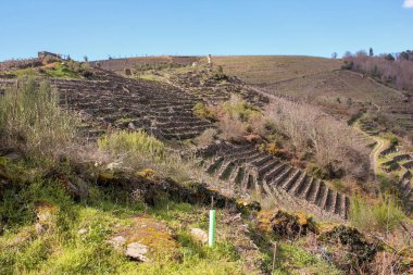 Ribeira Sacra 'nın panoramik manzarası derin nehir vadilerinden yükselen dramatik dağları gösteriyor. Dik yamaçlar, arazi boyunca çarpıcı desenler oluşturan teraslı üzüm bağlarıyla kaplıdır ve bölge şarap üretim geleneğini yansıtır..