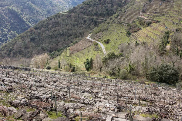 Ribeira Sacra 'nın panoramik manzarası derin nehir vadilerinden yükselen dramatik dağları gösteriyor. Dik yamaçlar, arazi boyunca çarpıcı desenler oluşturan teraslı üzüm bağlarıyla kaplıdır ve bölge şarap üretim geleneğini yansıtır..