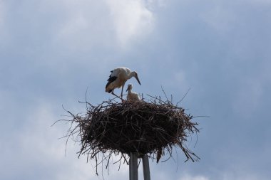 Yuvadaki leylek ve yuvadaki bir kuş. Kuş gökyüzünde uçuyor..