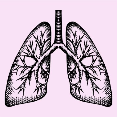 insan akciğer, doodle stili