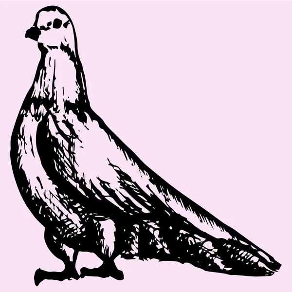 Dove, doodle styl, vektor — Stockový vektor