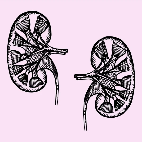 Sección transversal de los riñones humanos — Archivo Imágenes Vectoriales