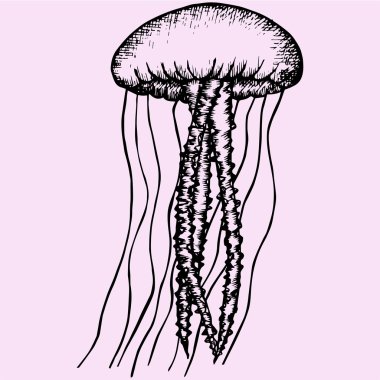 Denizanası, doodle style, vektör