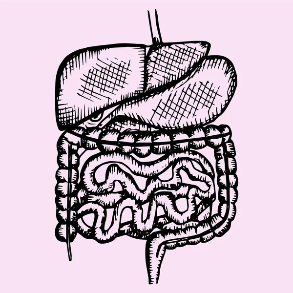 Internal human digestive system — Stock Vector