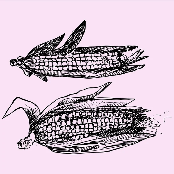 Maïs mûr avec des feuilles — Image vectorielle