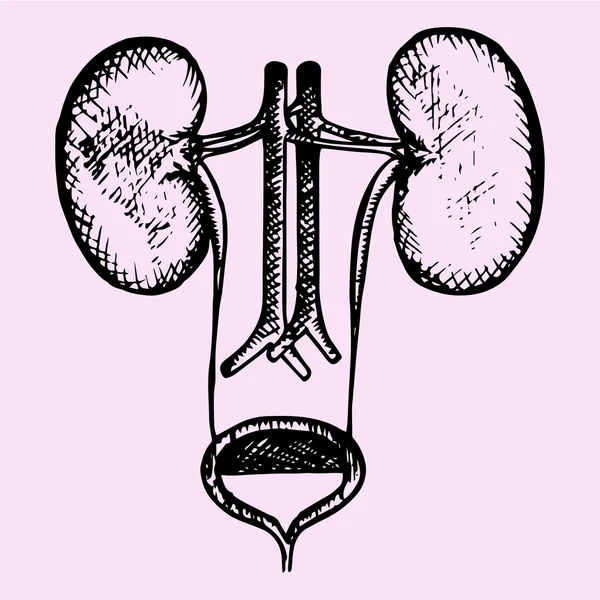 Anatomía del sistema urinario, vector — Archivo Imágenes Vectoriales