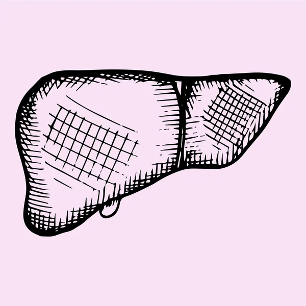 Hígado humano, dibujado a mano — Archivo Imágenes Vectoriales