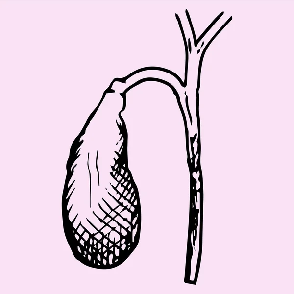 Galblaas, hand getrokken — Stockvector