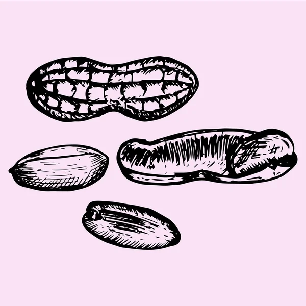 Cacahuètes, style doodle, vecteur — Image vectorielle