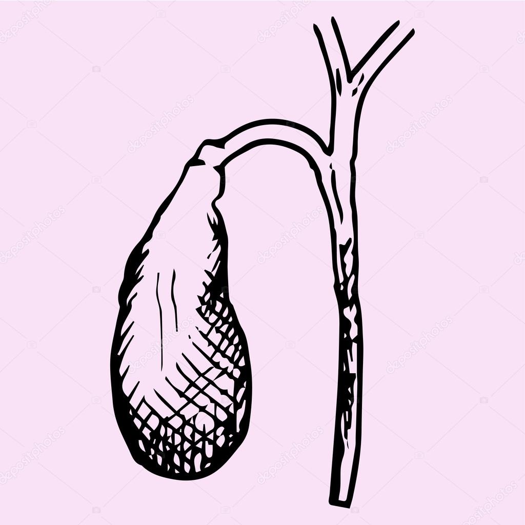 gall bladder, hand drawn