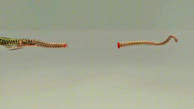 Malta duvar kertenkelesinde kuyruk kırılması savunma mekanizması ve yırtıcının kaçtığını gösteriyor.