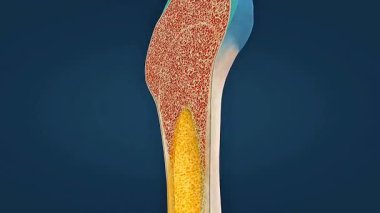 Diyafizik, epifiz, kemik boşluğu ve kompakt kemik yapısını gösteren 3D animasyon.