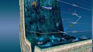 Açık denizde bulunan deniz canlılarının 3 boyutlu animasyonu fener balığı, dev mürekkep balığı, denizanası ve biyolüminesans türlerini gösteriyor.