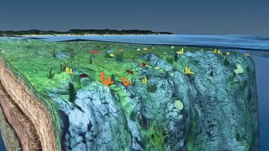 Kıyı bölgesindeki deniz canlılarının 3D animasyonu balık, mercan, deniz yosunu, kabuk ve kıyı yaşam alanını gösteriyor