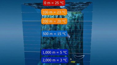 Okyanus katmanlarının 3D animasyonu yüzey karışık bölgesinden derin dipsiz bölgeye ısı değişimini gösteriyor