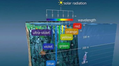 Yüzey, termoklin ve derin bölgeleri gösteren farklı okyanus katmanlarında ışık aralığının 3D animasyonu ve emilimi