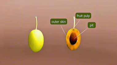 3 boyutlu zeytin ağacı animasyonu olgunlaşmamış meyve anatomisi dış deri, posa, tohum ve iç yapıyı gösteriyor