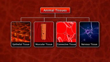 Farklı hayvan dokularının 3 boyutlu animasyonu epitel, bağ, kas ve sinir fonksiyonlarını gösteriyor.