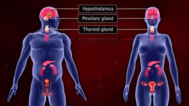 Endokrin bezleri ve hormon dağılımını gösteren insan vücudundaki hormon yerlerinin 3d animasyonu