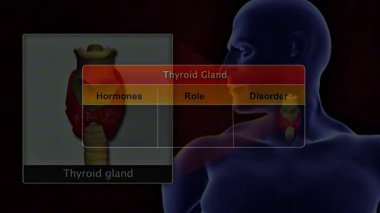 T3, T4, kalitonin rolleri ve ilgili bozuklukları gösteren tiroid bezi hormonlarının 3D animasyonu
