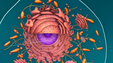 Ökaryotik hücrenin 3d animasyonu çekirdekleri, organları, sitoplazmayı ve zar yapısını gösterir