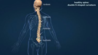 Normal omurga duruşunun 3D animasyonu doğal eğriler, omurganın hizalanması ve sağlıklı yapıyı gösteriyor.