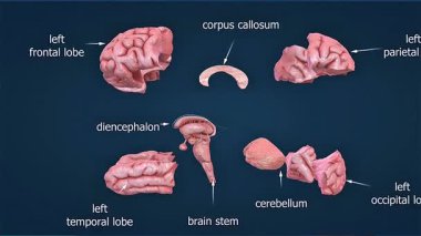 İnsan beyninin beyin, beyincik, beyin sapı ve loblarını gösteren üç boyutlu animasyon.